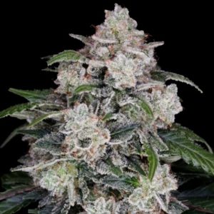Auto Mac N Me 3 u. fem. DNA Genetics