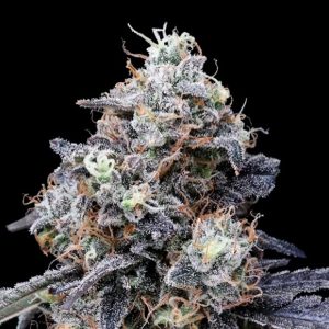 Auto MacMelon 3 u. fem. DNA Genetics