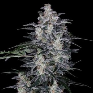 Auto MacNana 3 u. fem. DNA Genetics