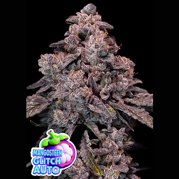 Mangosteen Glitch Anesia