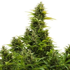 Auto Medikit CBD 1 u. Blister x 10 fem. Buddha Seeds