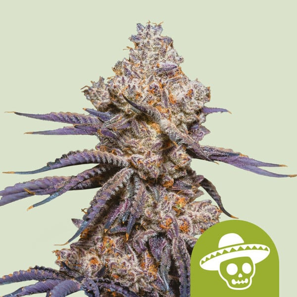 Mexican Rush Royal Queen