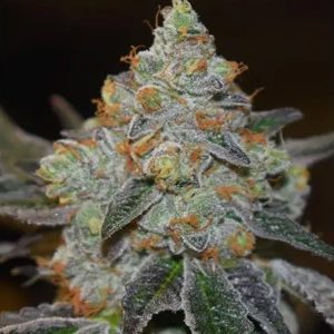 Auto Mimosa 3+1 u. fem. Vision Seeds