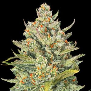Auto Mimosa Max 5u. G13 Labs