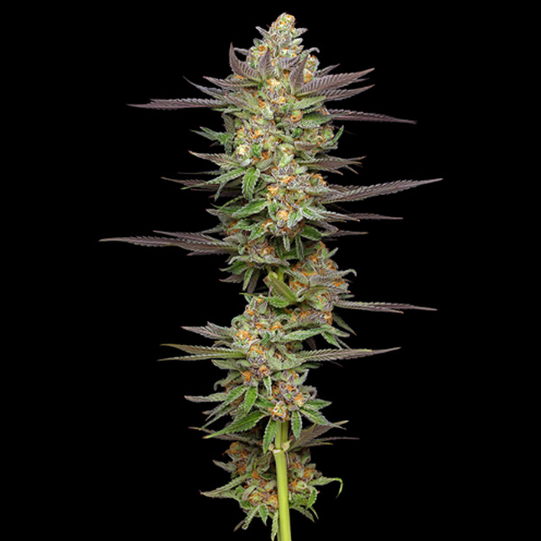 semillas feminizadas Mint Jelly para cultivo de cannabis
