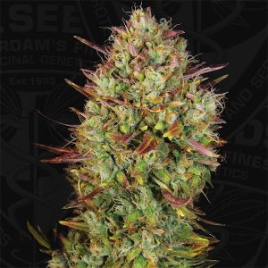 Auto Mk - Ultra 5 u. fem. T.H. Seeds