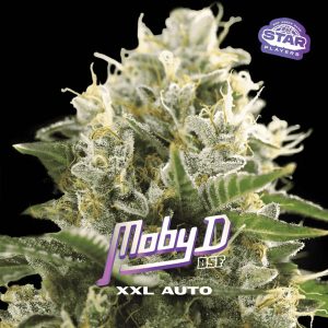 Moby-D XXL BSF Seeds