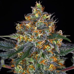 Semillas feminizadas Auto Moby Dick de Barney's Farm para cultivo
