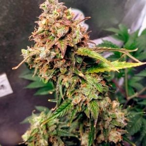 Cuatro semillas feminizadas Auto NL de Female Seeds para cultivo