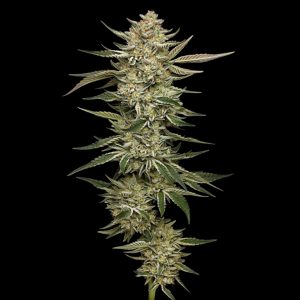 semillas feminizadas OG Triploid Humboldt Seeds Company
