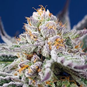 semillas feminizadas Orange Apricot Glue XL de Sweet Seeds para cultivo profesional