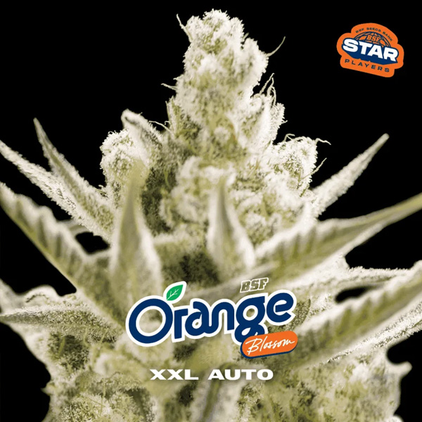 semillas feminizadas Orange Blossom XXL para cultivo