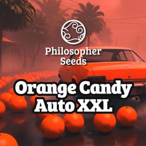 Auto Orange Candy XL 3 u fem Philosopher