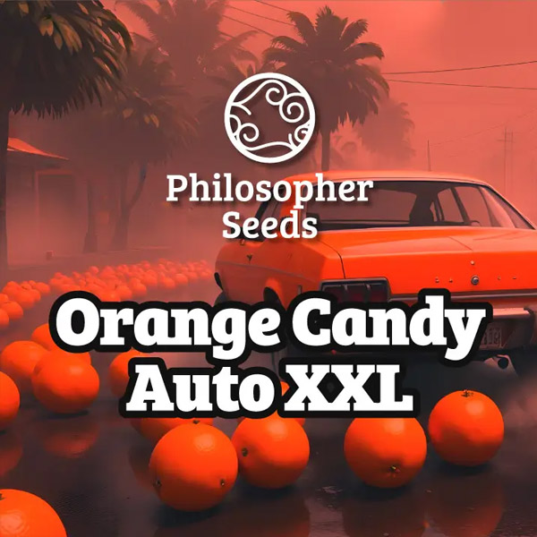 Auto Orange Candy XL 3 u fem Philosopher