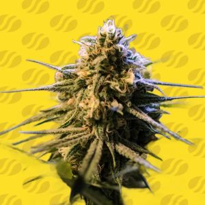 semillas feminizadas Orange Gorilla XL de Original Sensible Seeds