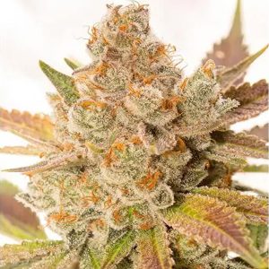 Auto Orange Sherbert 3+1 u. fem. Vision Seeds