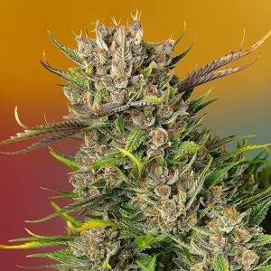 semillas feminizadas Papaya Zoap Sweet Seeds para cultivo profesional