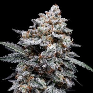 Auto Patrick Swayze 3 u. fem. DNA Genetics