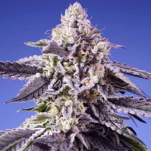 Semillas feminizadas Permanent Jealousy XL de Sweet Seeds para cultivo