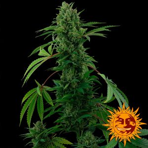 semillas feminizadas Auto Pineapple Express de Barney's Farm para cultivo
