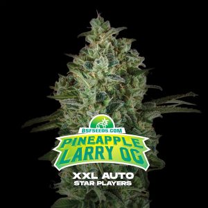 semillas feminizadas Pineapple Larry OG XXL para cultivo