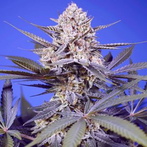 semilla feminizada Pineapple Slush XL de Sweet Seeds para cultivo