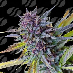 semilla feminizada Purple Lemon Tree XL Limited Edition de Original Sensible Seeds