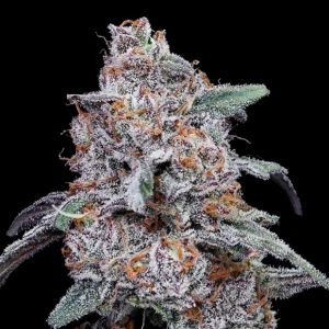 Auto Purple People Eater 3 u. fem. DNA Genetics