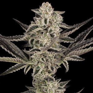 Purple Pickle Sensi Seeds Research