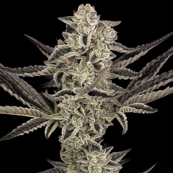 Purple Pickle Sensi Seeds Research