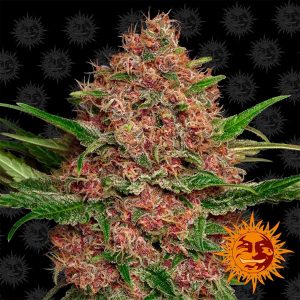 semillas feminizadas Auto Purple Punch de Barney's Farm para cultivo