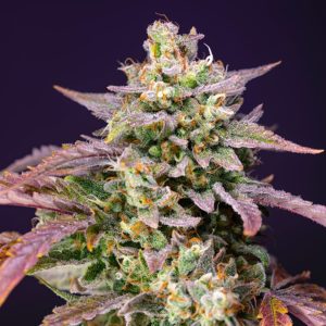 Semillas feminizadas Purple Punch OG XL Sweet Seeds para cultivo profesional