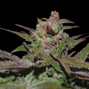 Auto Purple Wreck 3 u. fem. DNA Genetics