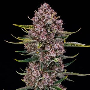 Purplenade XL Silent Seeds