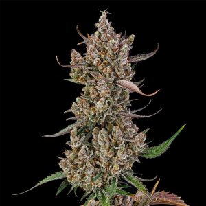 Rainbow Breath Silent Seeds