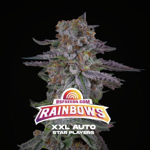 semillas feminizadas Rainbows XXL BSF Seeds para cultivo