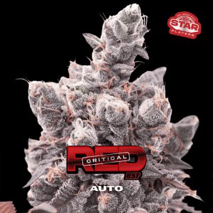 semillas feminizadas Red Critical para cultivo en casa