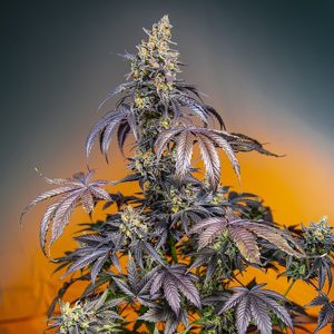 semillas feminizadas Red Gorilla Girl XL de Sweet Seeds para cultivo profesional