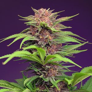 semillas feminizadas Red Mimosa XL Sweet Seeds para cultivo profesional