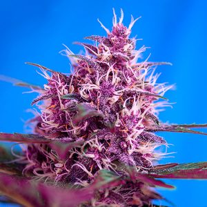 semillas feminizadas Red Poison Sweet Seeds para cultivo profesional
