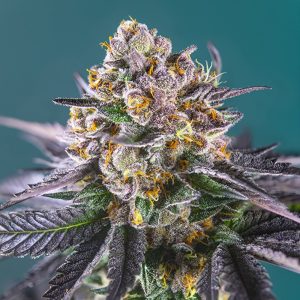 Semillas feminizadas Red Strawberry Banana de Sweet Seeds para cultivo profesional