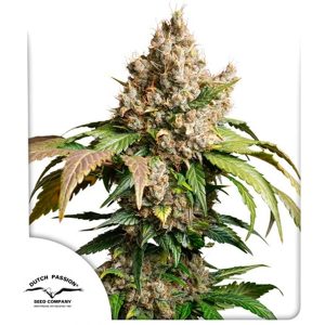 Semillas feminizadas Red Tropicana Cookies de Dutch Passion para cultivo