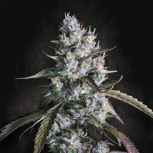 Red Velvet Paradise Seeds