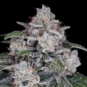 Auto Return of the Mac 3 u. fem. DNA Genetics