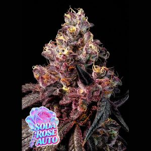 Auto Rose Soda 5 u. fem Anesia