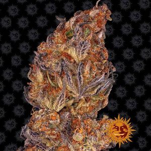 semillas feminizadas Auto Runtz de Barney's Farm