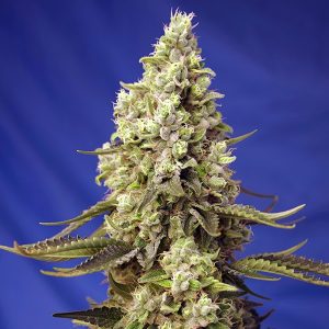 semillas feminizadas Runtz XL Sweet Seeds para cultivo profesional