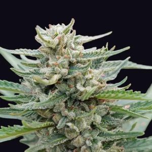 Santa Maria Bilbo Genehtik