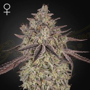 Skywalker Green House