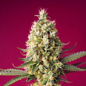 semillas feminizadas Skywalker OG Runtz XL Sweet Seeds para cultivo profesional